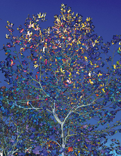 Martin-Robert-Mayer---Baum---fehlfarben