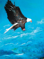 Nady---Weisskopfseeadler