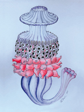 Anja-Ruttkowski-Evolution