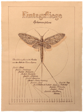 Karl-Hertje--Eintagsfliege